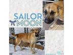 Adopt Sailor Moon a Shepherd