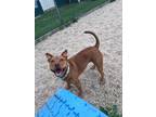 Adopt Winnie a Shepherd, Pit Bull Terrier