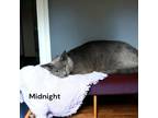 Adopt Midnight a Domestic Short Hair