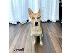 Adopt Jewell a Husky, Mixed Breed