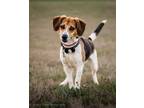 Adopt ANGET a Beagle