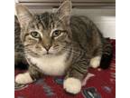 Adopt Missy a Domestic Short Hair, Tabby