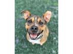 Adopt Mia a Rat Terrier, Pit Bull Terrier