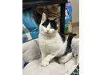 Adopt Cleopatra a Domestic Short Hair