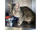 Adopt Gadget a Domestic Short Hair