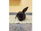 Adopt Michelle Kwan a Bunny Rabbit