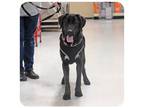 Adopt Delaney a Black Labrador Retriever, Plott Hound