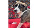 Adopt Jade a Hound