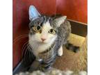 Adopt Morgan a Domestic Short Hair