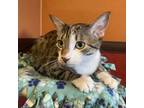 Adopt Bryn a Domestic Short Hair