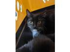 Adopt Dip 29857 a Domestic Short Hair