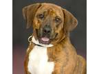 Adopt SPRINKLES a Boxer, Beagle