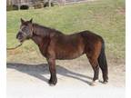 Adopt CASSIE a Pony