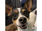 Adopt Sumi a Rat Terrier