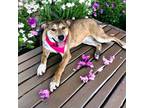 Adopt Fergie a Shepherd, Husky