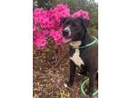 Adopt STACEY a Labrador Retriever, Mixed Breed