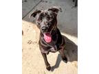 Adopt Panther a Mixed Breed