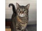 Adopt Willow a Domestic Short Hair