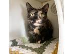 Adopt Melon--In Foster a Domestic Short Hair