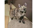 Adopt Sydney--In Foster a Domestic Short Hair