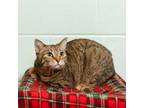 Adopt Jolly--In Foster a Domestic Short Hair