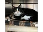 Adopt Maren--In Foster a Domestic Short Hair