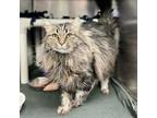 Adopt Archer--In Foster a Domestic Long Hair