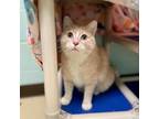 Adopt Eva--In Foster a Domestic Short Hair