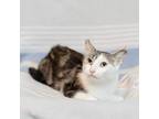 Adopt Bex--In Foster a Domestic Short Hair