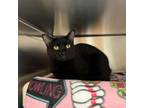 Adopt Glinda--In Foster a Domestic Short Hair