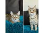 Adopt Phantom--In Foster a Domestic Short Hair