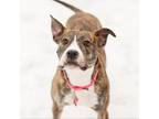 Adopt Peppermint Patty--In Foster a Pit Bull Terrier