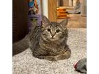 Adopt Caprese--In Foster a Domestic Short Hair
