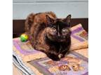 Adopt Snickers--In Foster a Domestic Short Hair