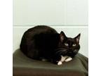 Adopt Mitsy--In Foster a Domestic Short Hair