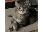 Adopt Phyllis--In Foster a Domestic Short Hair