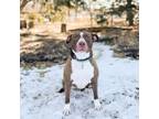 Adopt Arya--In Foster***ADOPTION PENDING*** a Pit Bull Terrier