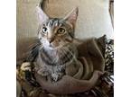 Adopt Fiddle--In Foster a Domestic Short Hair