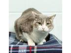 Adopt Tigeress--In Foster a Domestic Short Hair