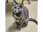 Adopt Minnow--In Foster***ADOPTION PENDING*** a Domestic Short Hair