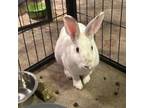 Adopt Little Bunny Foo Foo--In Foster a Rex