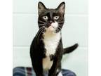 Adopt Sweetie--In Foster a Domestic Short Hair