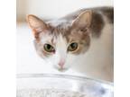 Adopt Rosa--In Foster a Domestic Short Hair