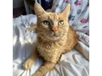 Adopt Lenora--In Foster a Domestic Short Hair