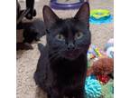 Adopt Madame Adelaide--In Foster a Domestic Short Hair