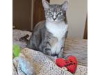 Adopt Phoebe--In Foster a Domestic Short Hair