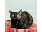 Adopt Burgundy--In Foster a Domestic Short Hair