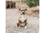 Adopt Teagan--In Foster a Pit Bull Terrier