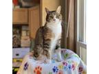 Adopt Freya--In Foster a Domestic Short Hair