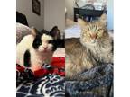 Adopt Paramore--In Foster a Domestic Short Hair